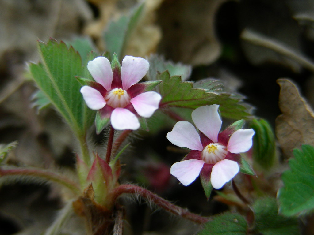 Potentilla micrantha / Cinquefoglia fragola-secca